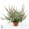 Angelonia Angelmist Pink