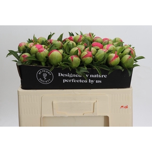 Paeonia Coral Sunset