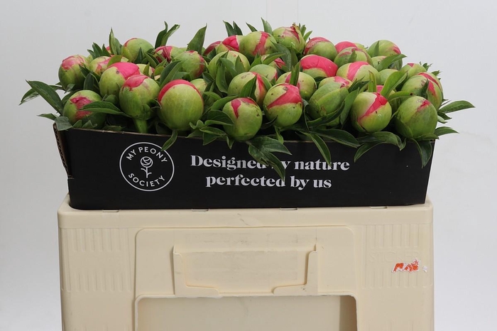 Paeonia Coral Sunset