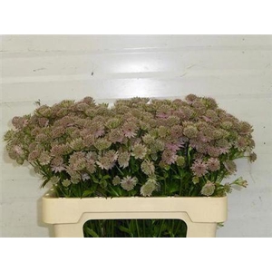 Astr Pink Sensation
