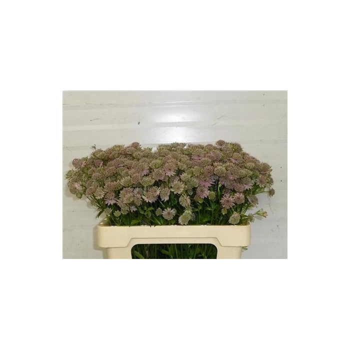 <h4>Astr Pink Sensation</h4>