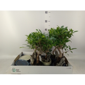 Bonsai   ...mix