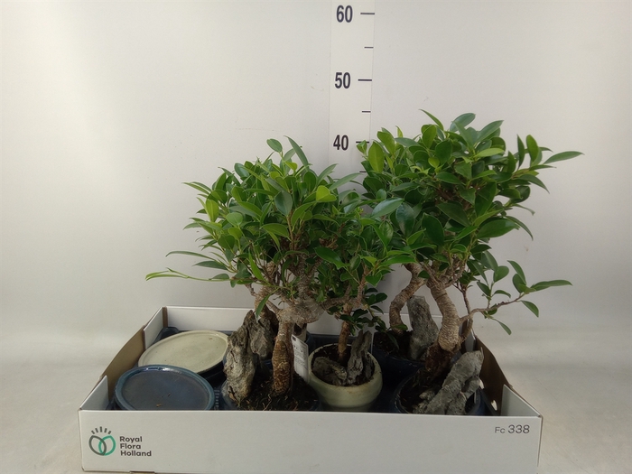 <h4>Bonsai   ...mix</h4>