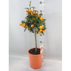 Citrus   ...