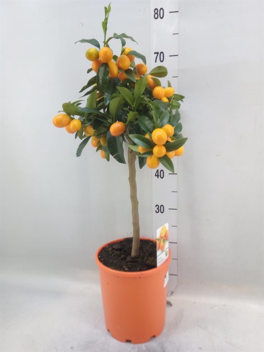 <h4>Citrus   ...</h4>