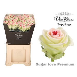 R GR SUGAR LOVE PREMIUM
