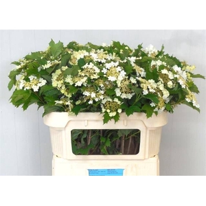 VIBURNUM OPULUS