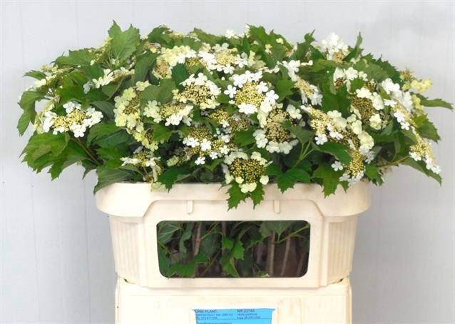 <h4>VIBURNUM OPULUS</h4>