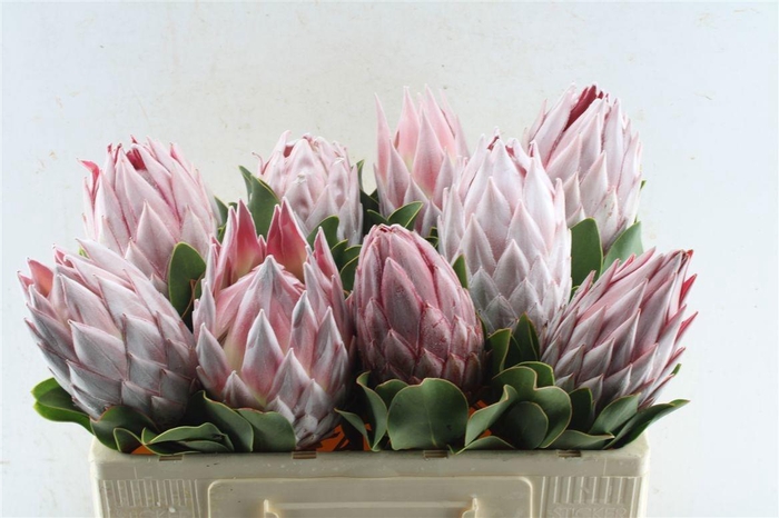 <h4>PROTEA CYNAROIDES</h4>