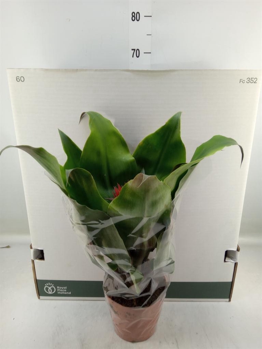 <h4>Aechmea tayoensis</h4>