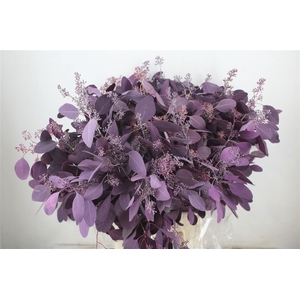 Euca Populus Berry 300gr Abs Lilac P Bunch