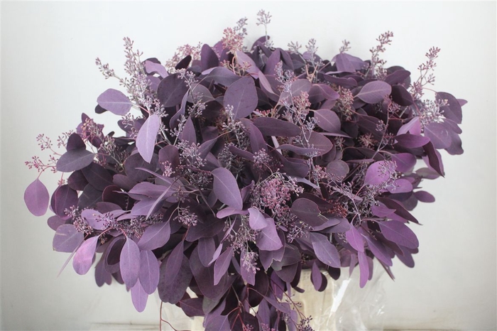 <h4>Euca Populus Berry 300gr Abs Lilac P Bunch</h4>