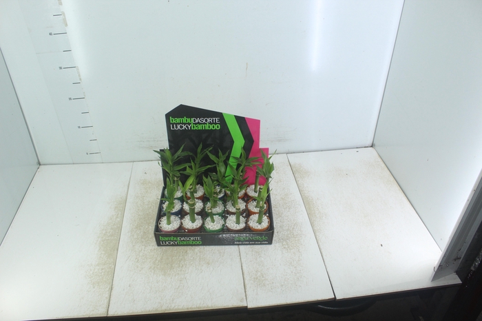 <h4>DRACENA LUCKY BAMBOO P06</h4>