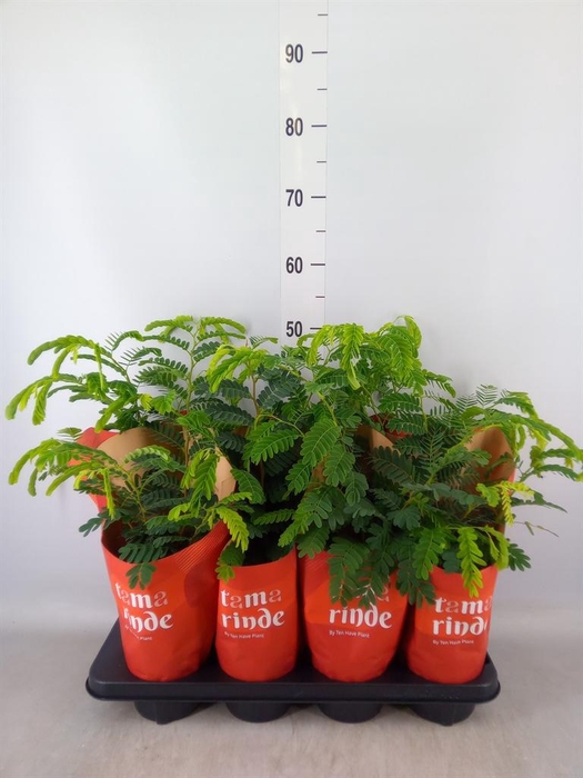 <h4>Tamarindus indica</h4>