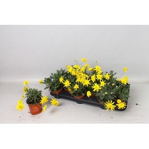 EURYOPS SILVER STAR