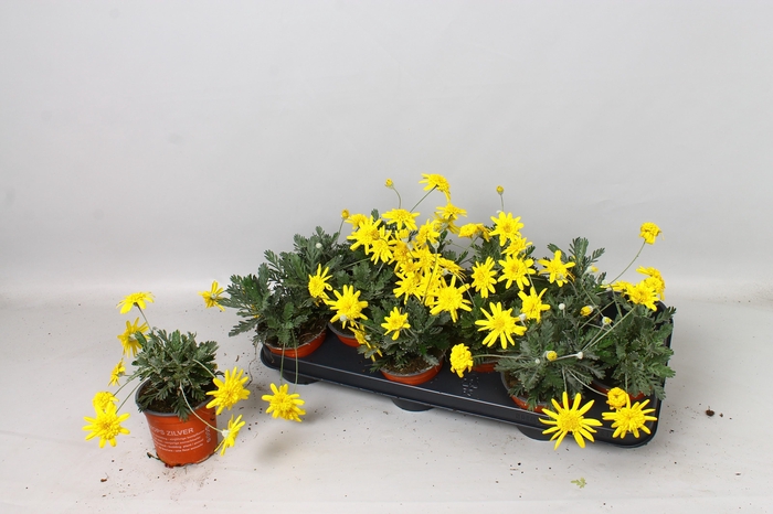 <h4>EURYOPS SILVER STAR</h4>