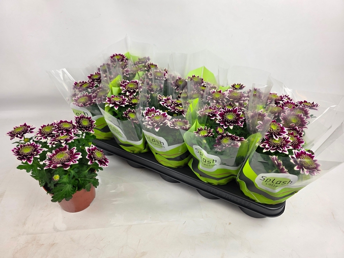 <h4>CHRYS SPLASH ROCKER</h4>