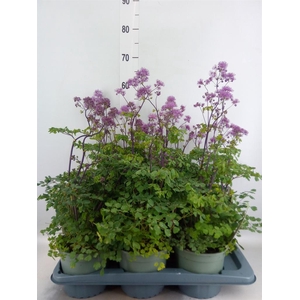 Thalictrum aquileg. 'Thundercloud'