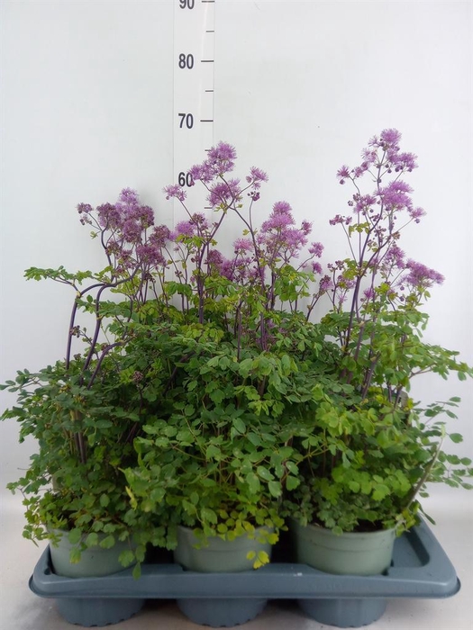 <h4>Thalictrum aquileg. 'Thundercloud'</h4>