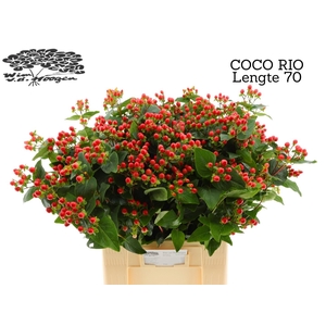 HYP COCO RIO