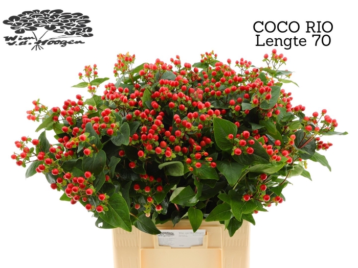 <h4>HYP COCO RIO</h4>