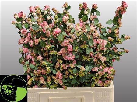 <h4>Sympho Mag R Ri Hood 80cm</h4>