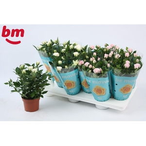 Rosa Mix White Jewel/Baby Jewel Beau Monde
