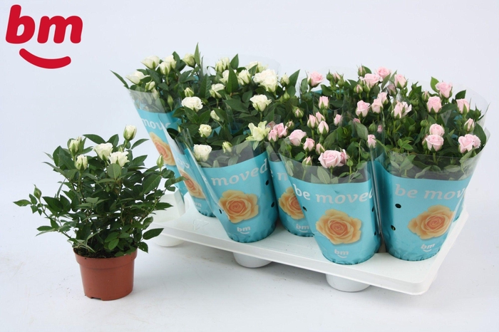<h4>Rosa Mix White Jewel/Baby Jewel Beau Monde</h4>