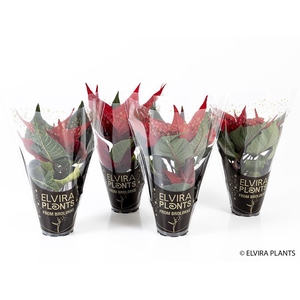 EUPHORBIA PULCHERRIMA  MINI p6 + hoes