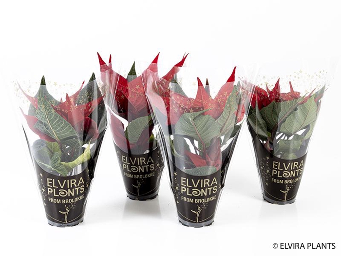 <h4>EUPHORBIA PULCHERRIMA  MINI p6 + hoes</h4>