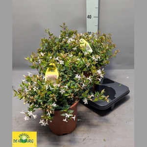 ABEL GRANDIFLORA