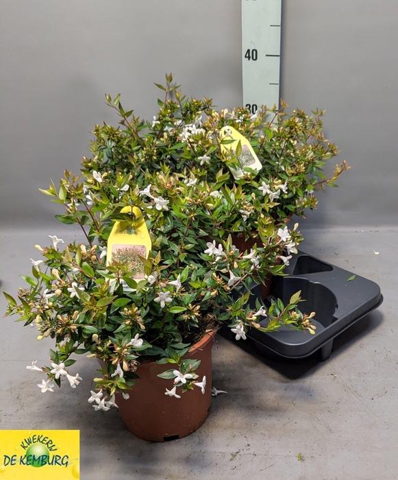 <h4>ABEL GRANDIFLORA</h4>