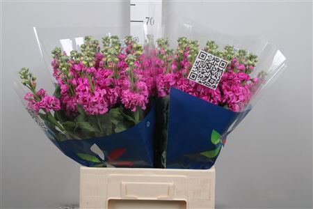 <h4>Matth Iron Deep Pink</h4>