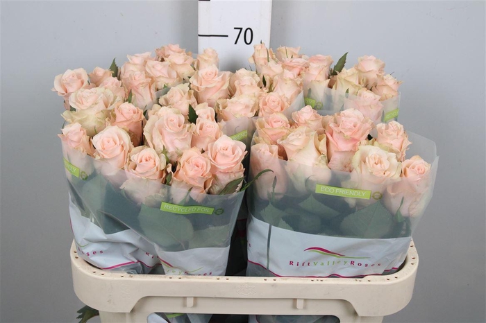 <h4>R Gr Perfect Peach</h4>