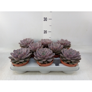 Echeveria   ...