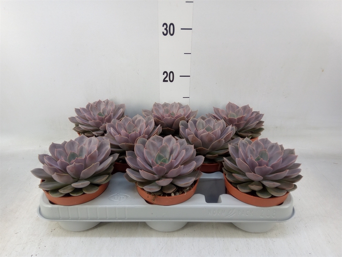 <h4>Echeveria   ...</h4>