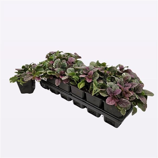 <h4>Ajuga Reptans 'Burgundy Glow'</h4>