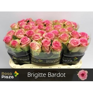 R Gr Brigitte Bardot