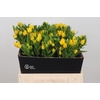 Ornithogalum Dubium Yellow Asa