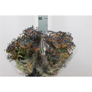 Viburnum Met Bes 250 Gram