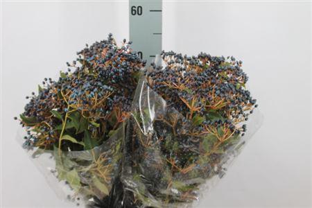 <h4>Viburnum Met Bes 250 Gram</h4>