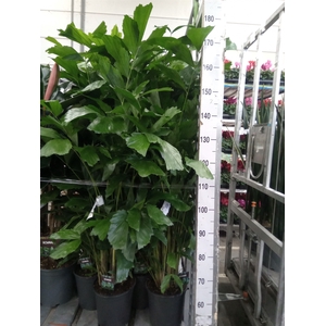 Caryota mitis