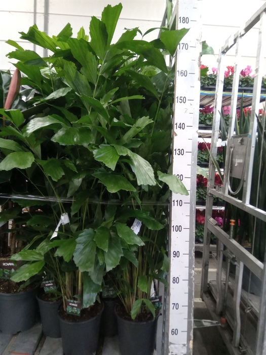 <h4>Caryota mitis</h4>