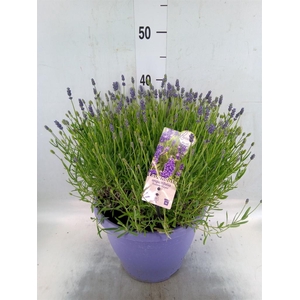 Lavandula angus. 'Essence Pure'