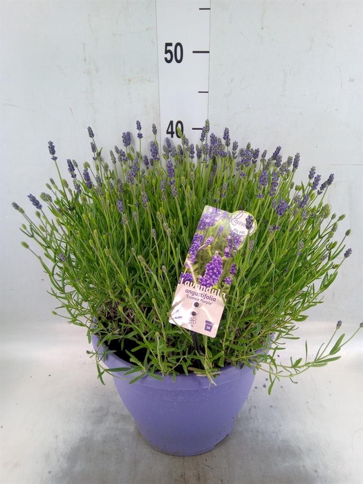 <h4>Lavandula angus. 'Essence Pure'</h4>