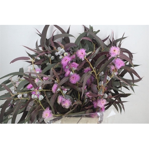 Euca Boule Flower Lilac P Bunch