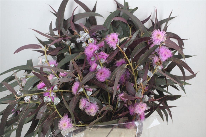 <h4>Euca Boule Flower Lilac P Bunch</h4>
