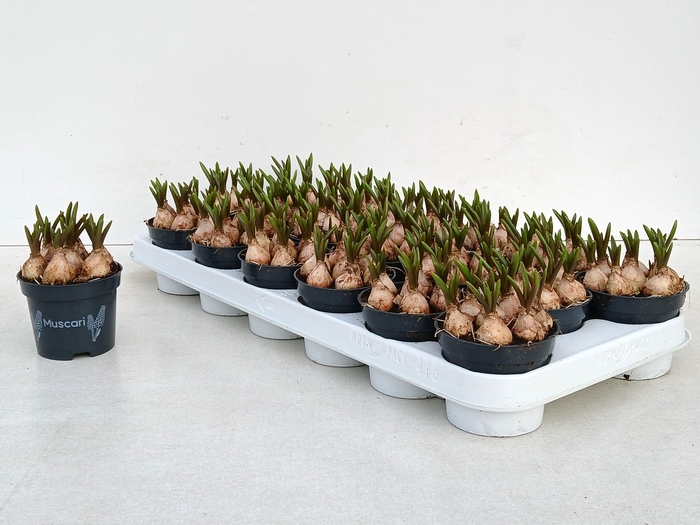 <h4>MUSCAR BLUE MAGIC</h4>