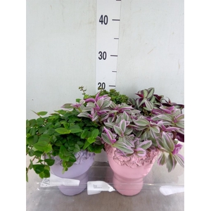 Arr.   Kamerplant Groen L%