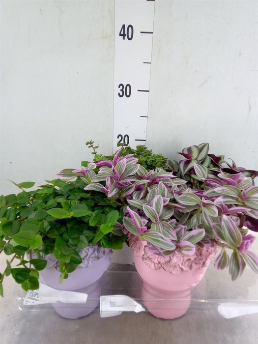 <h4>Arr.   Kamerplant Groen L%</h4>